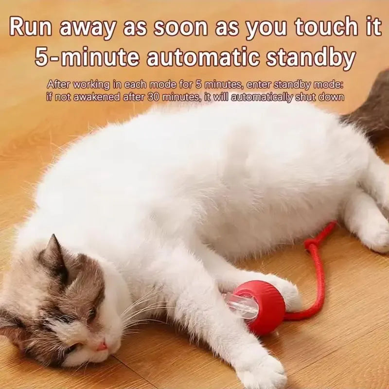Rolling Cat Ball